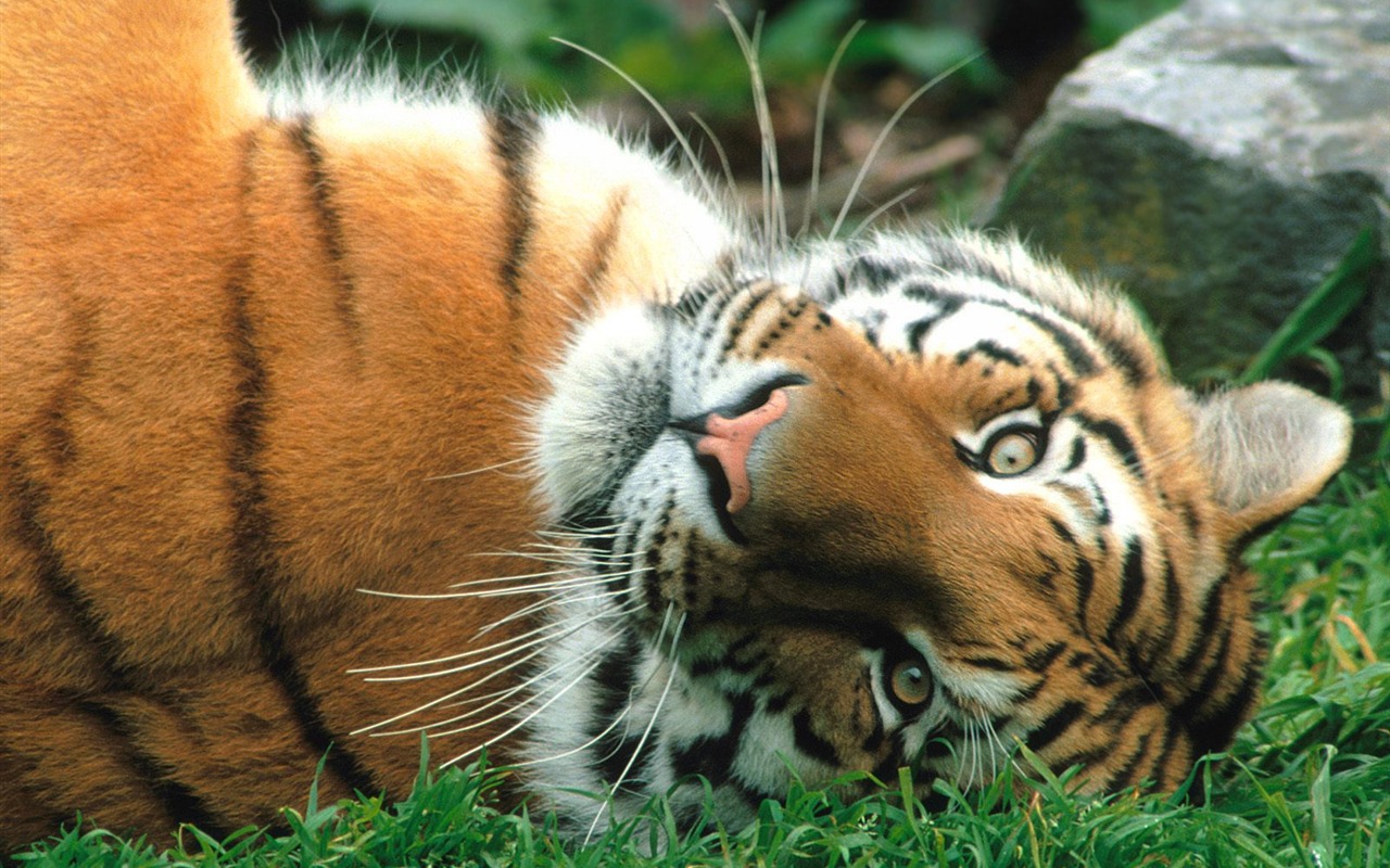 Tiger Photo Wallpaper (3) #16 - 1280x800