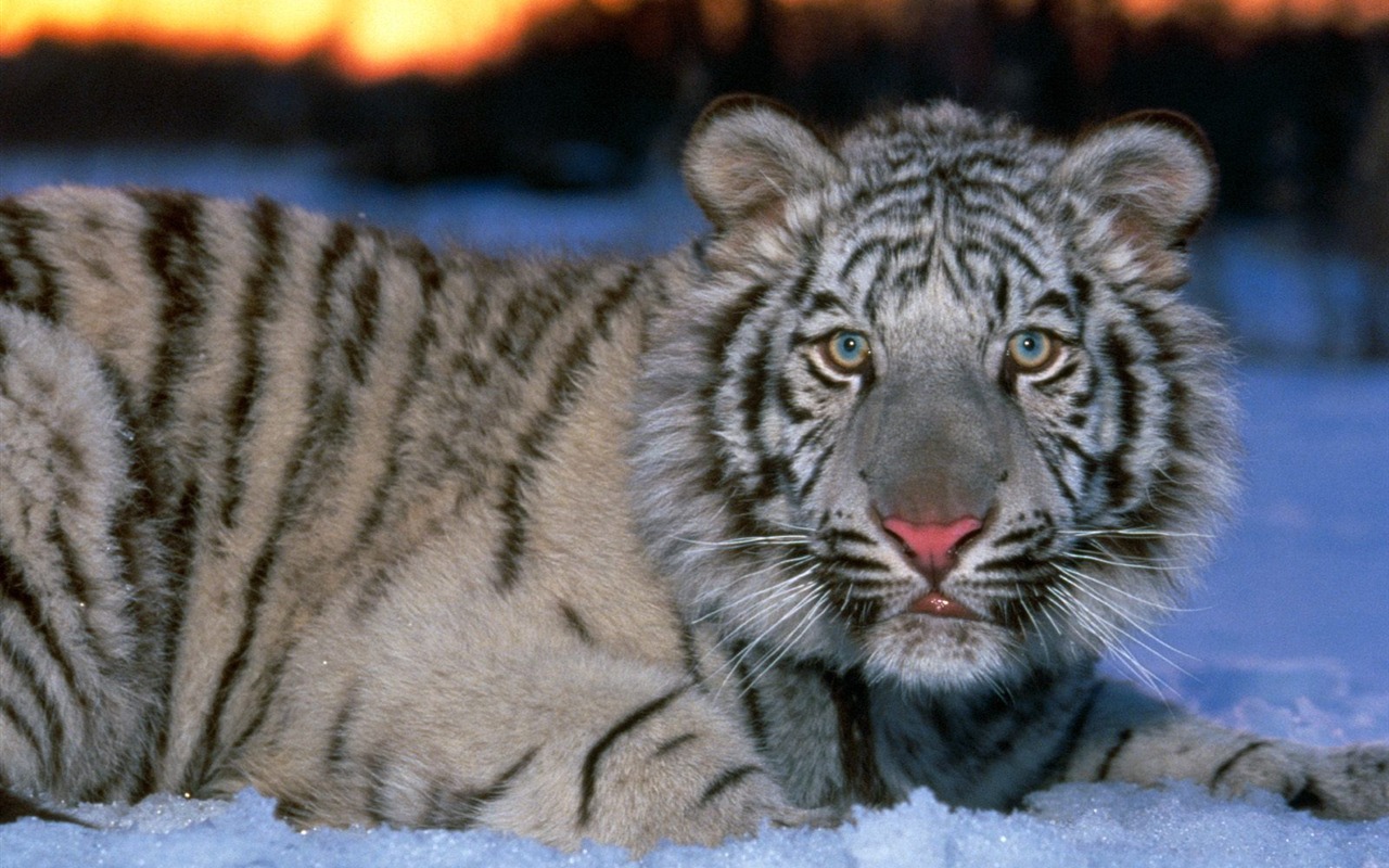 Tiger Photo Wallpaper (3) #18 - 1280x800