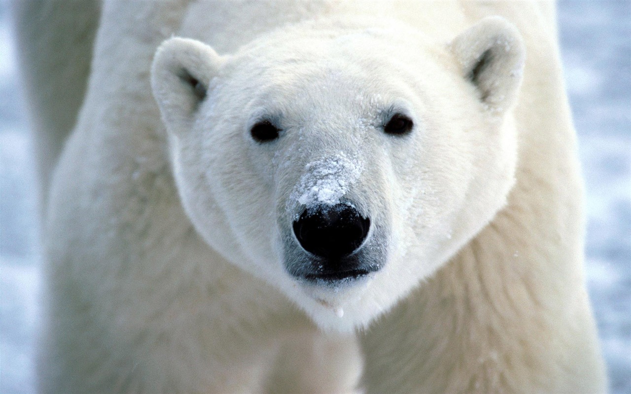 北极熊写真壁纸1 - 1280x800