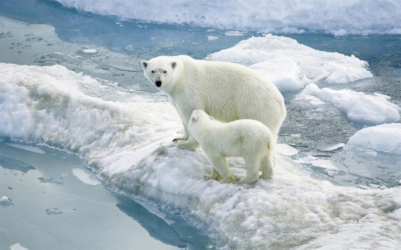 北极熊写真壁纸2 - 1280x800