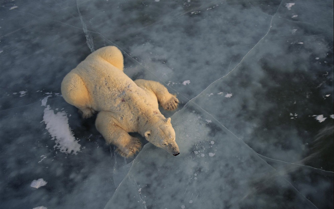 Polar Bear Photo Wallpaper #3 - 1280x800