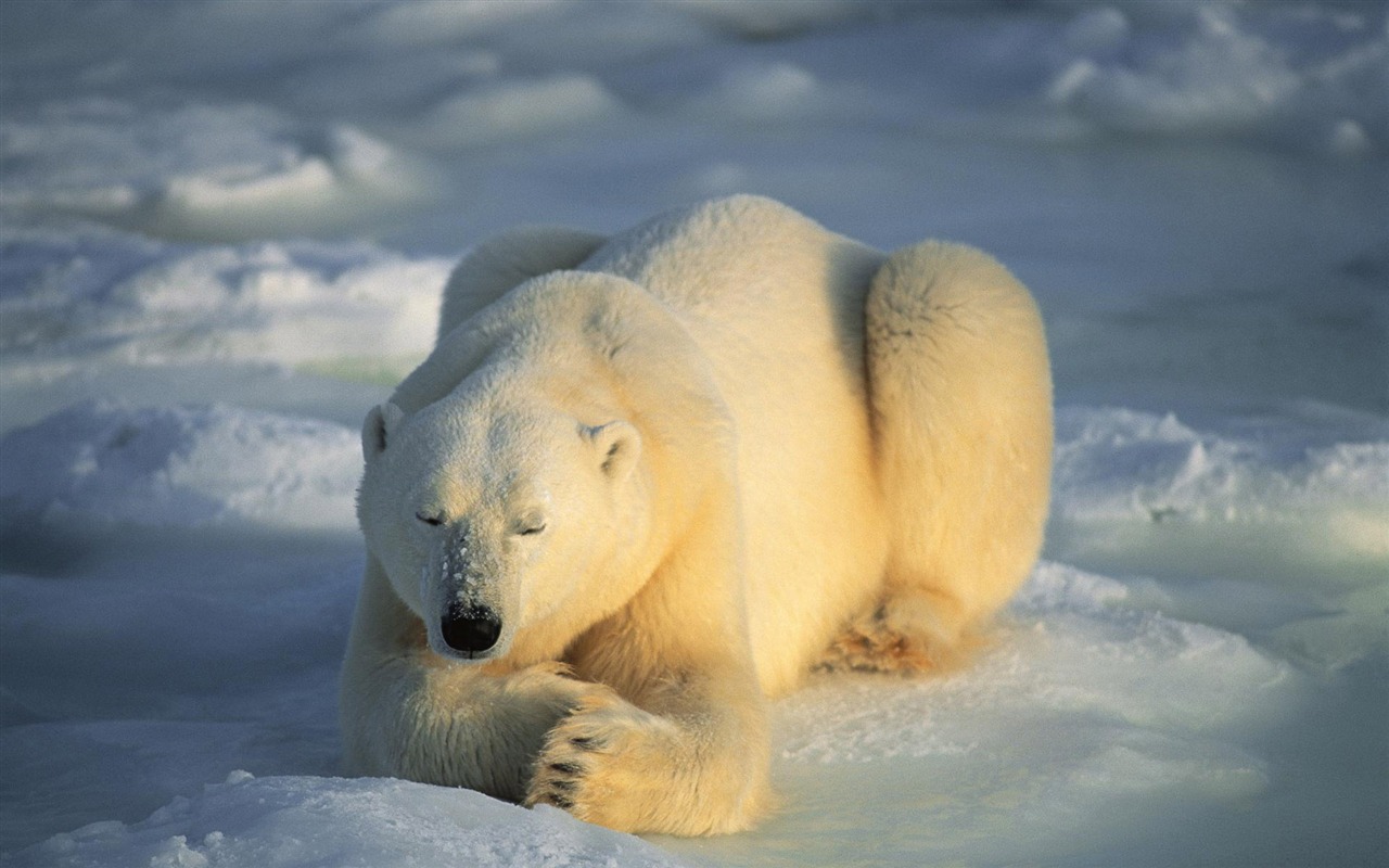 北极熊写真壁纸4 - 1280x800