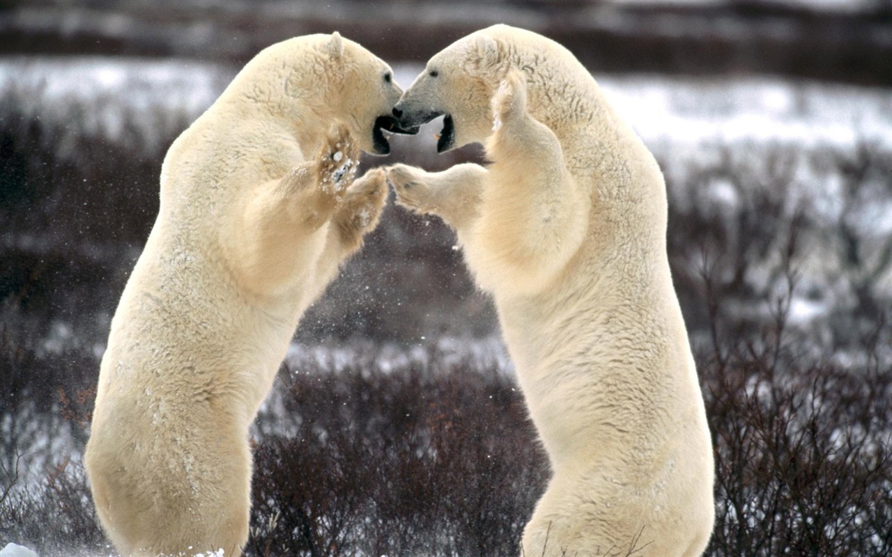 Polar Bear Photo Wallpaper #5 - 1280x800