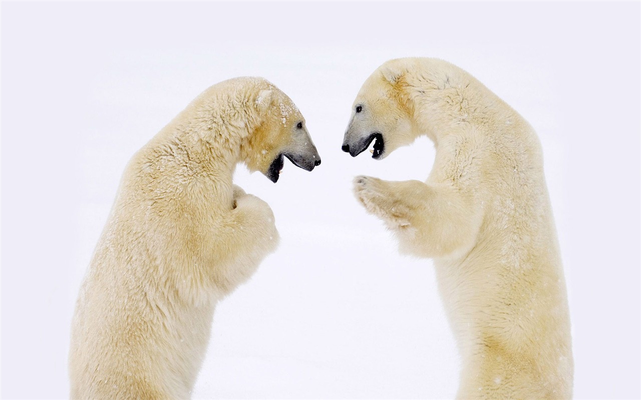 El oso polar Foto Wallpaper #6 - 1280x800