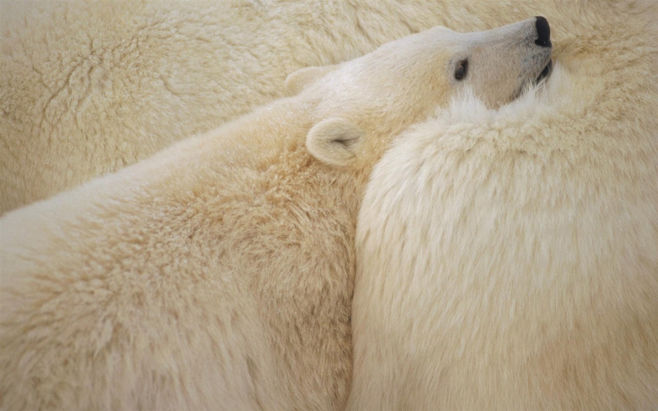 El oso polar Foto Wallpaper #7 - 1280x800