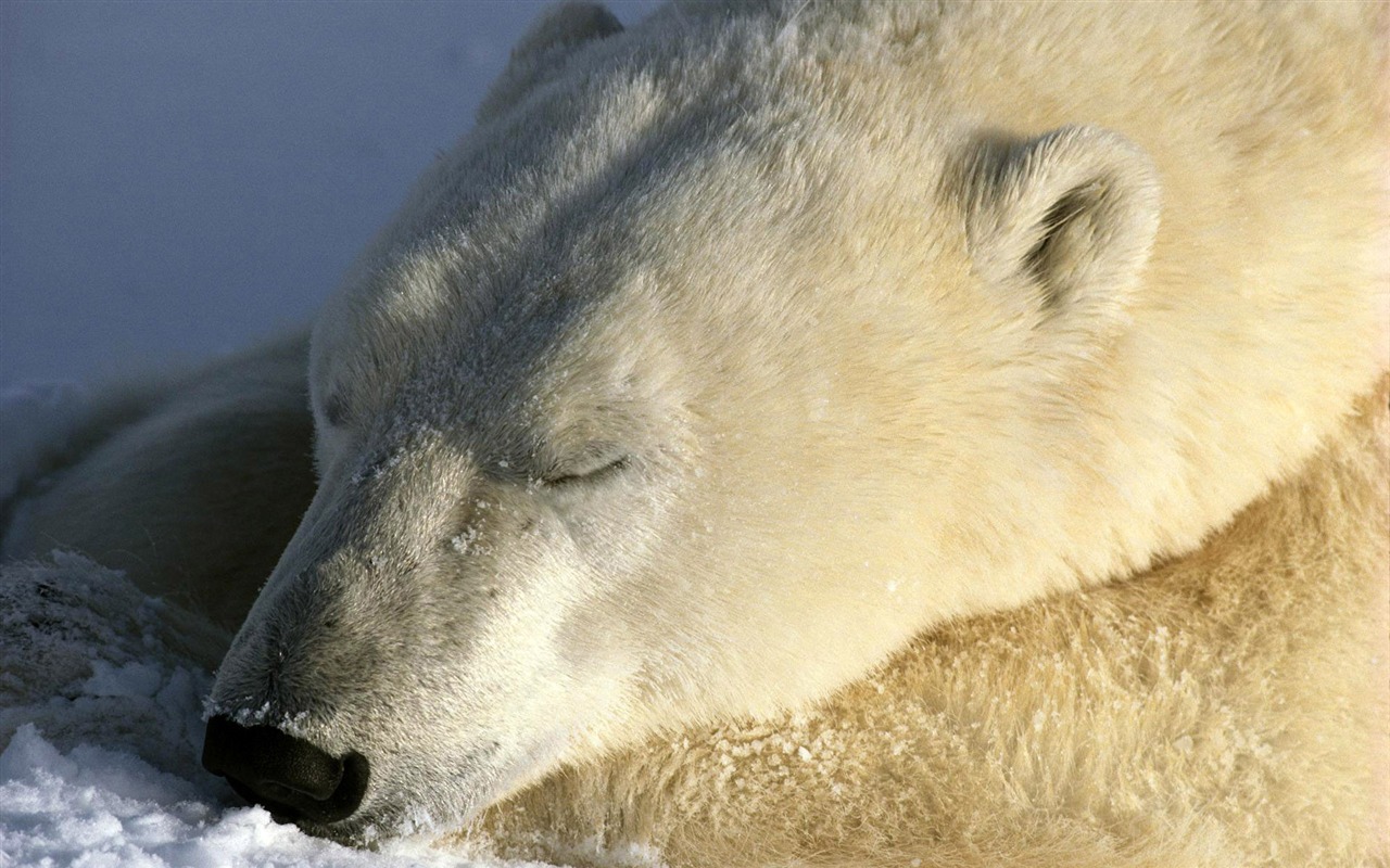 Polar Bear Photo Wallpaper #8 - 1280x800
