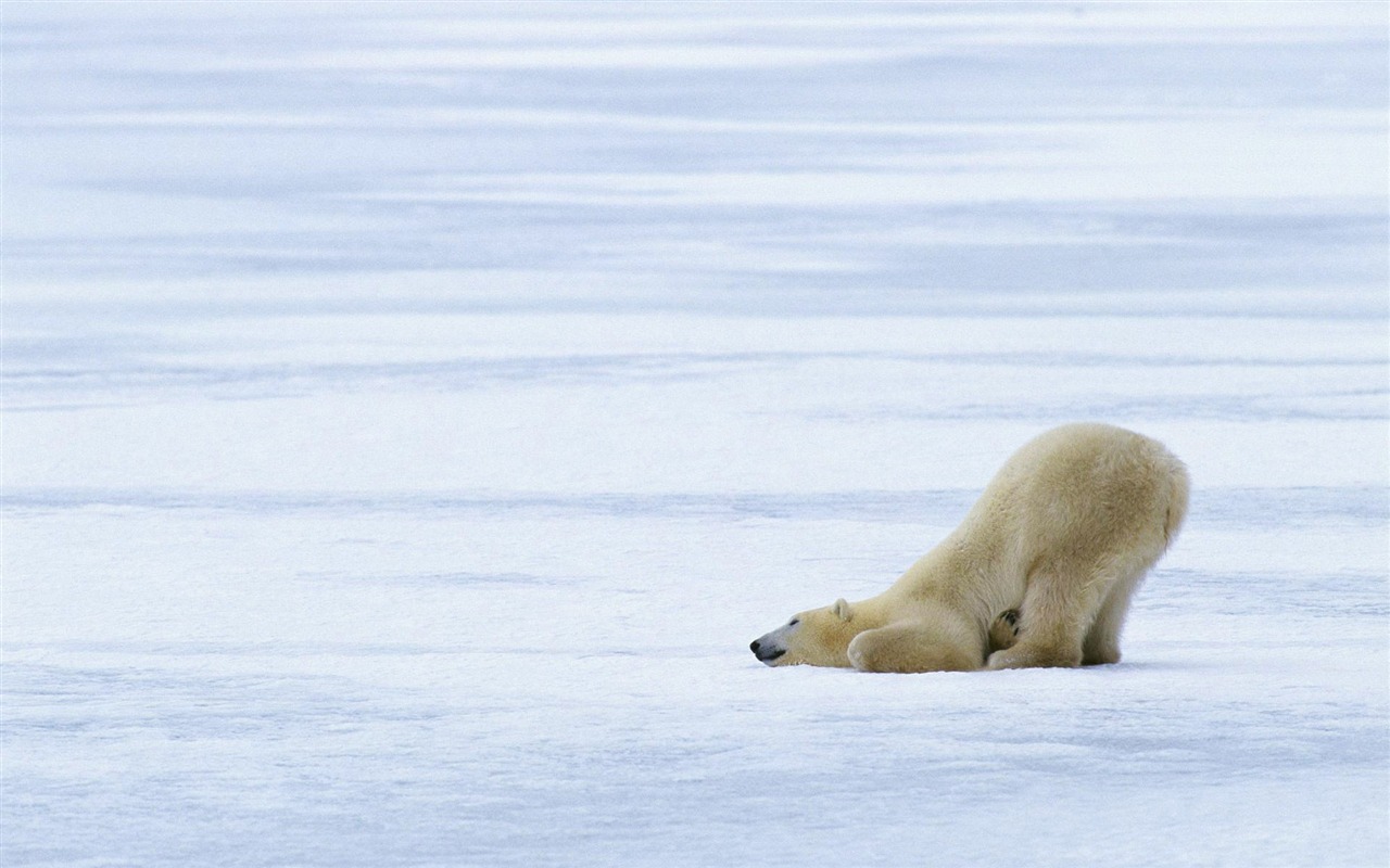 Polar Bear Photo Wallpaper #9 - 1280x800