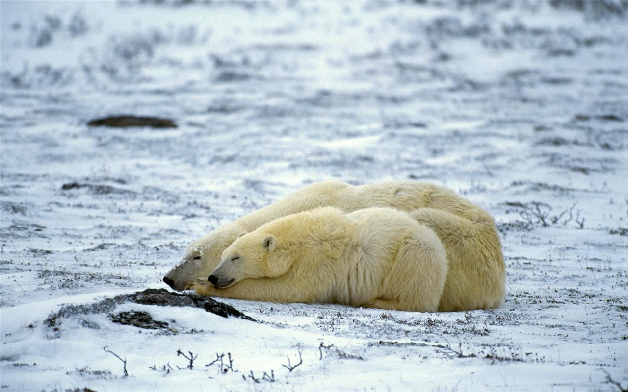 Polar Bear Foto Wallpaper #10 - 1280x800