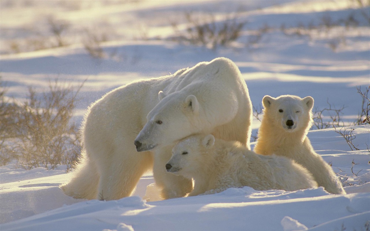 Polar Bear Foto Wallpaper #12 - 1280x800