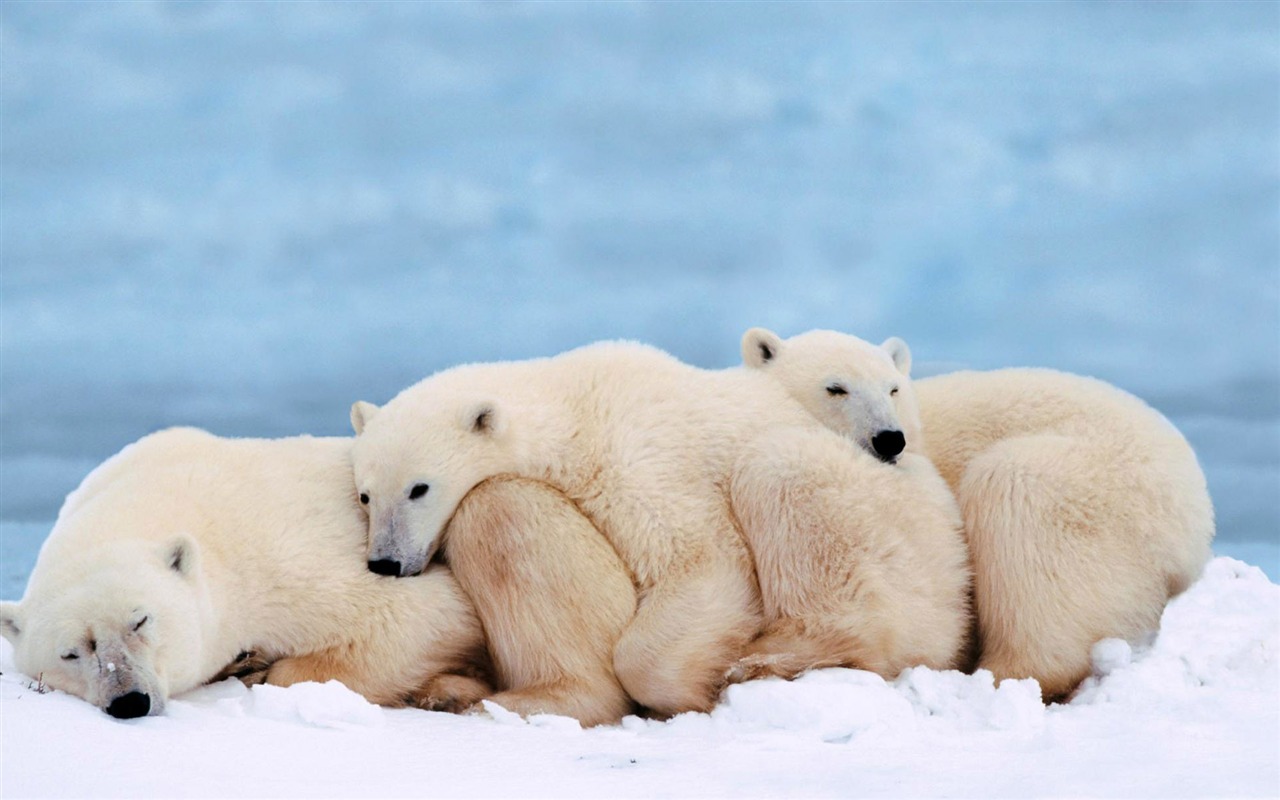 Polar Bear Photo Wallpaper #14 - 1280x800