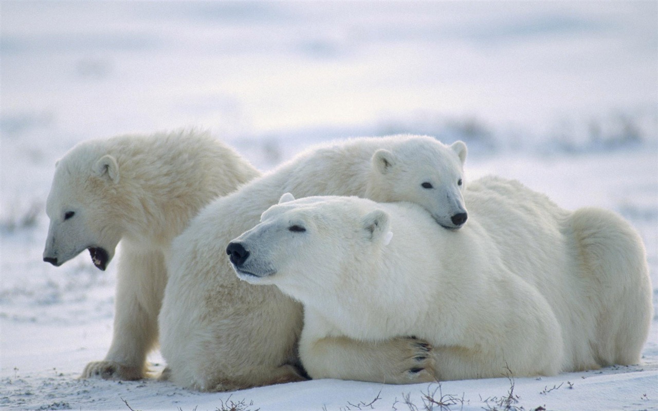 北极熊写真壁纸17 - 1280x800