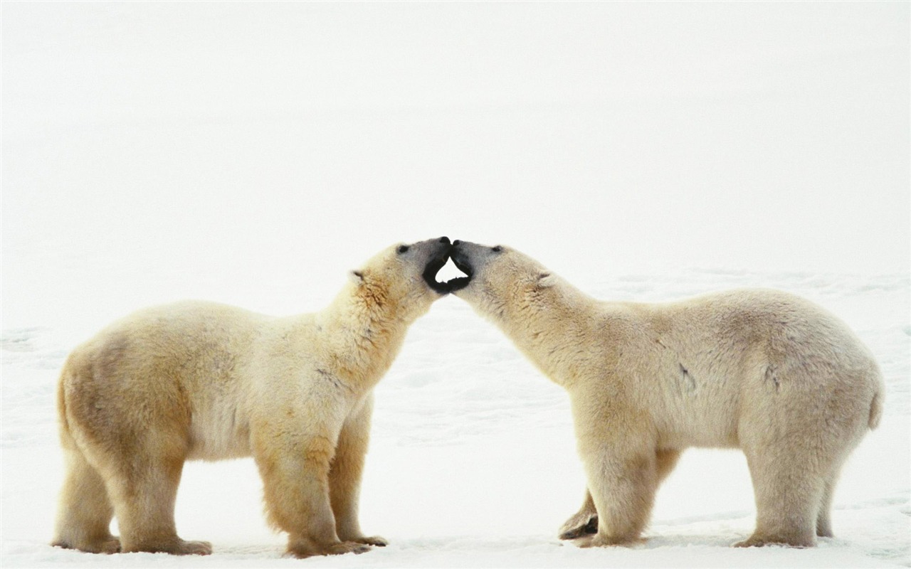 Polar Bear Photo Wallpaper #19 - 1280x800