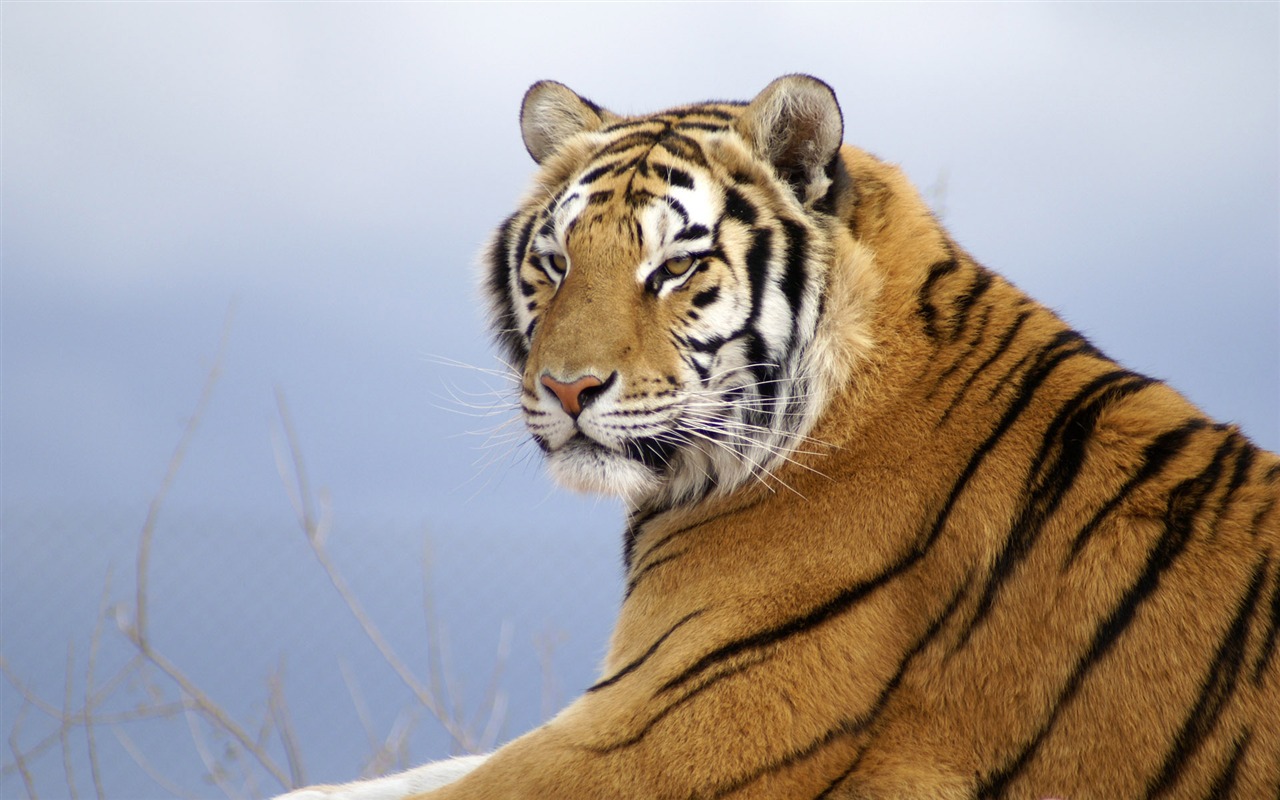 Tiger Фото обои (4) #2 - 1280x800