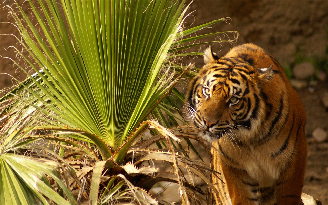 Tiger Фото обои (4) #4 - 1280x800