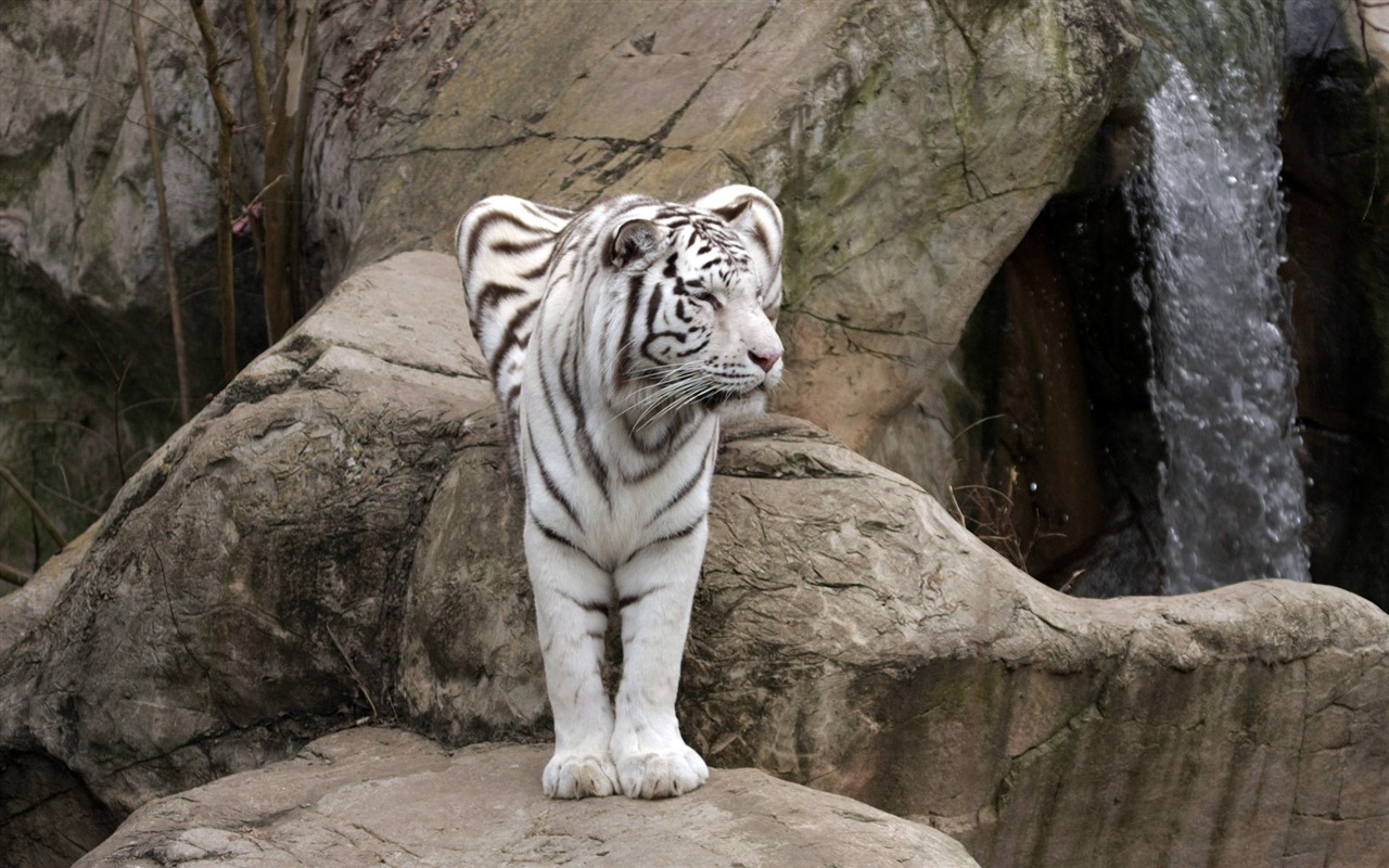 Tiger Фото обои (4) #5 - 1280x800