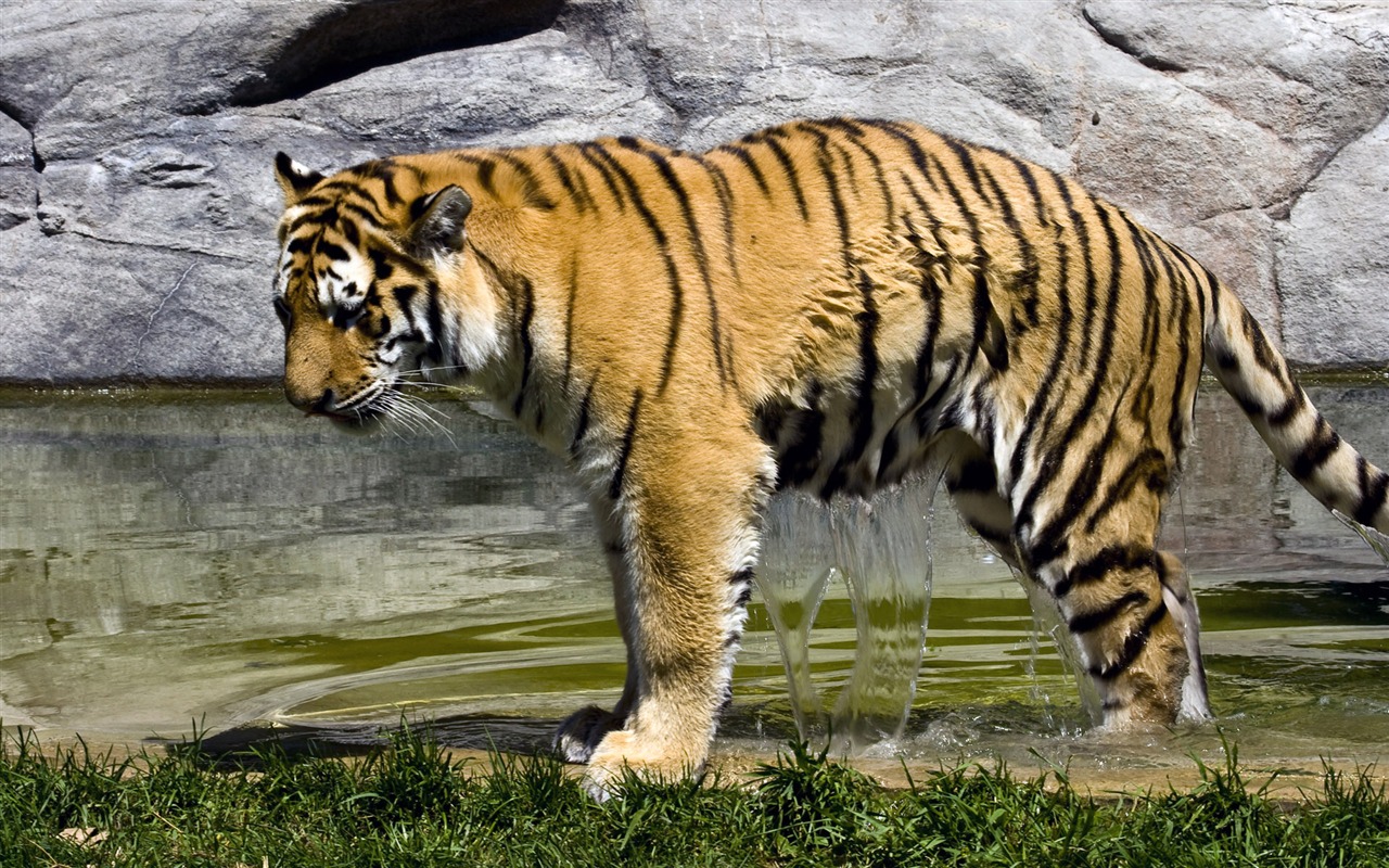 Tiger Фото обои (4) #6 - 1280x800