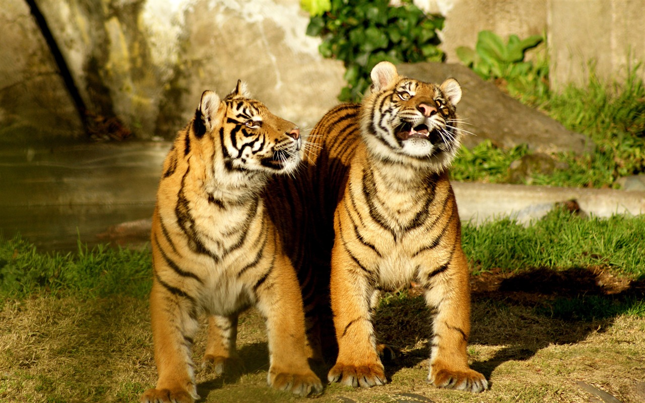 Tiger Фото обои (4) #10 - 1280x800