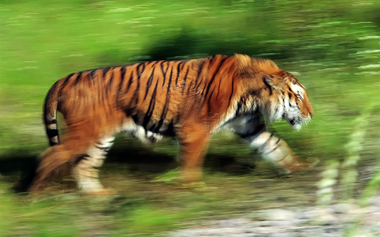 Tiger Фото обои (4) #11 - 1280x800