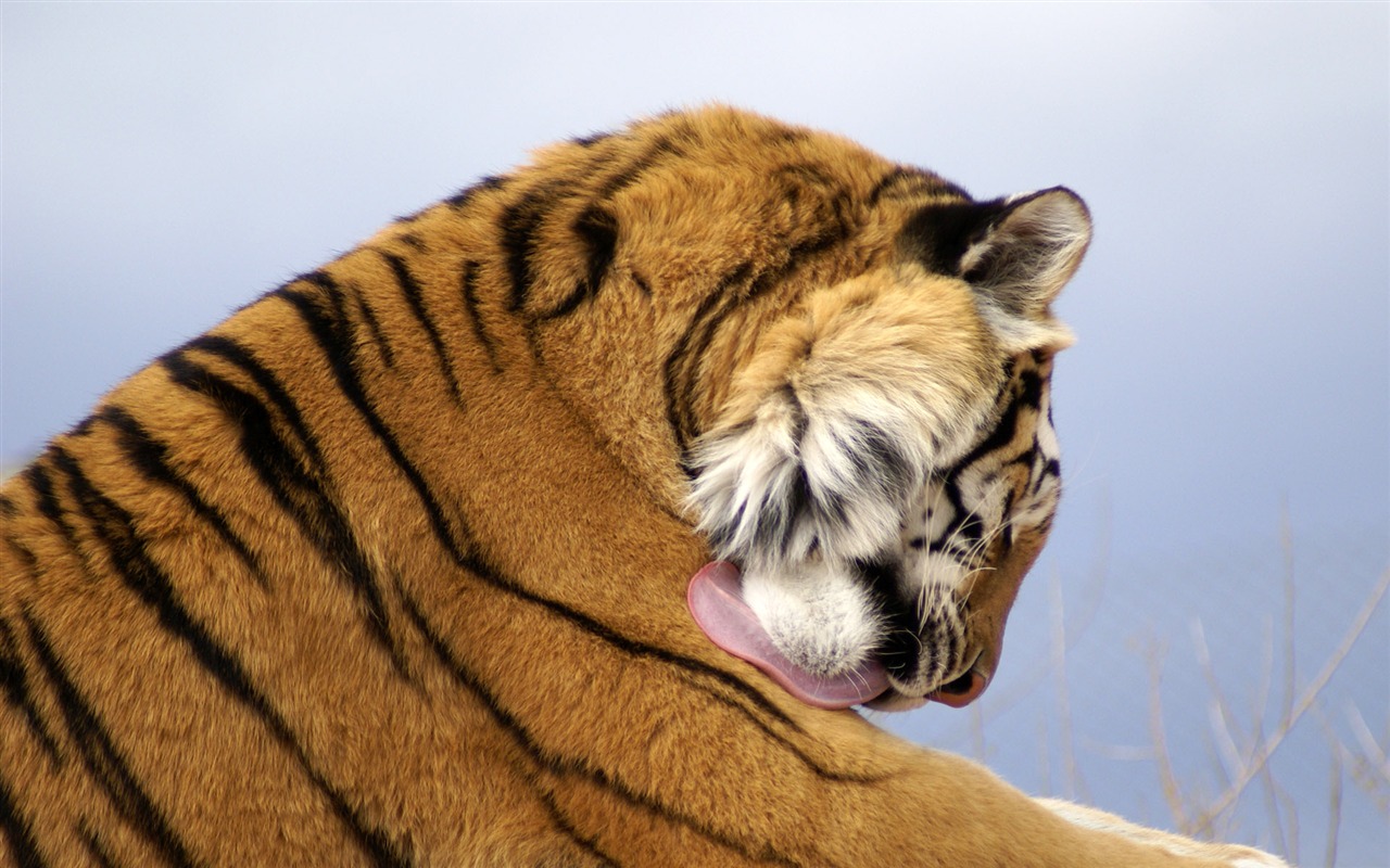 Tiger Фото обои (4) #15 - 1280x800