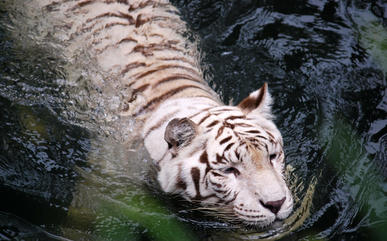 Tiger Фото обои (4) #18 - 1280x800