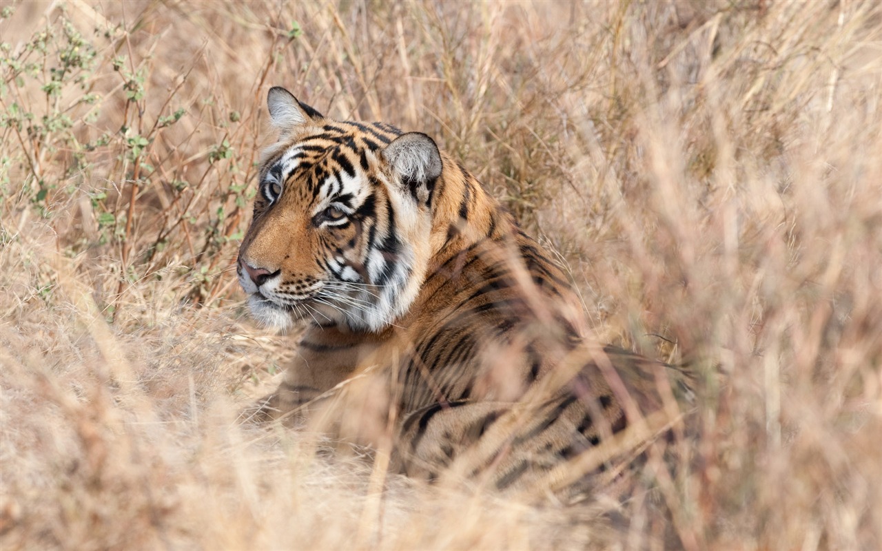 Tiger Фото обои (4) #19 - 1280x800