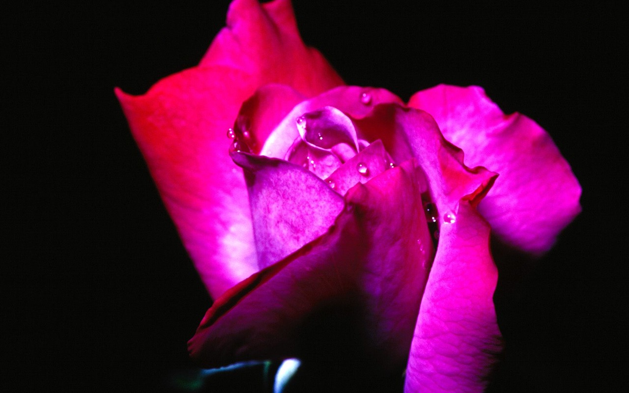 Flores close-up (18) #4 - 1280x800