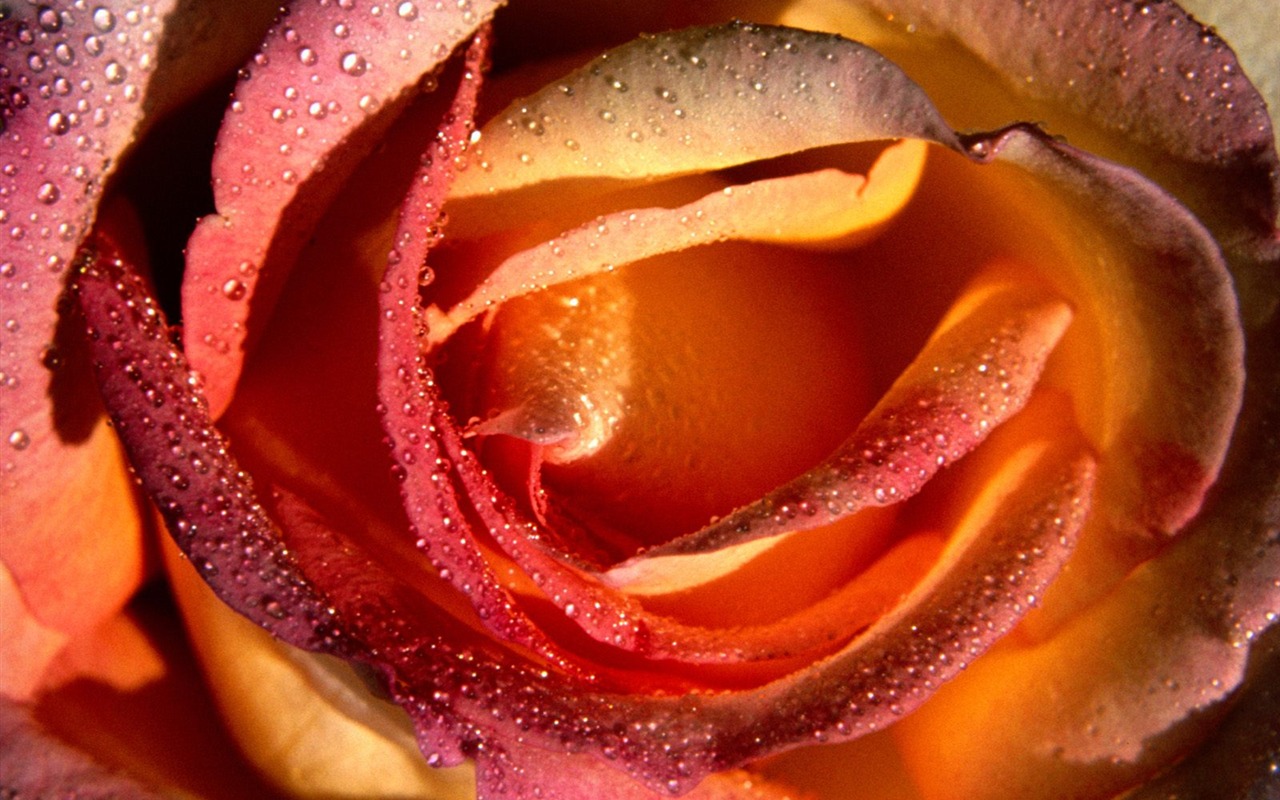 Flores close-up (18) #12 - 1280x800