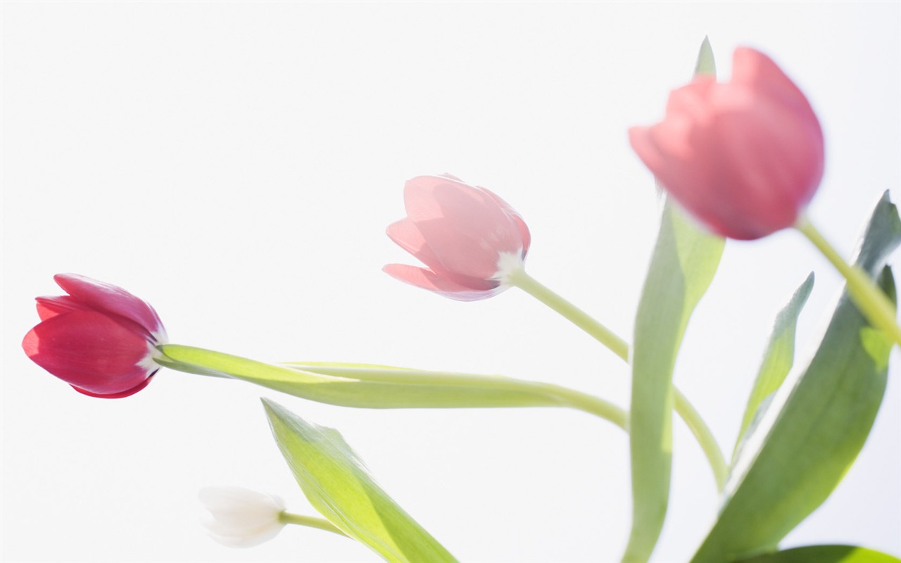 Tulip širokoúhlý Tapeta #3 - 1280x800