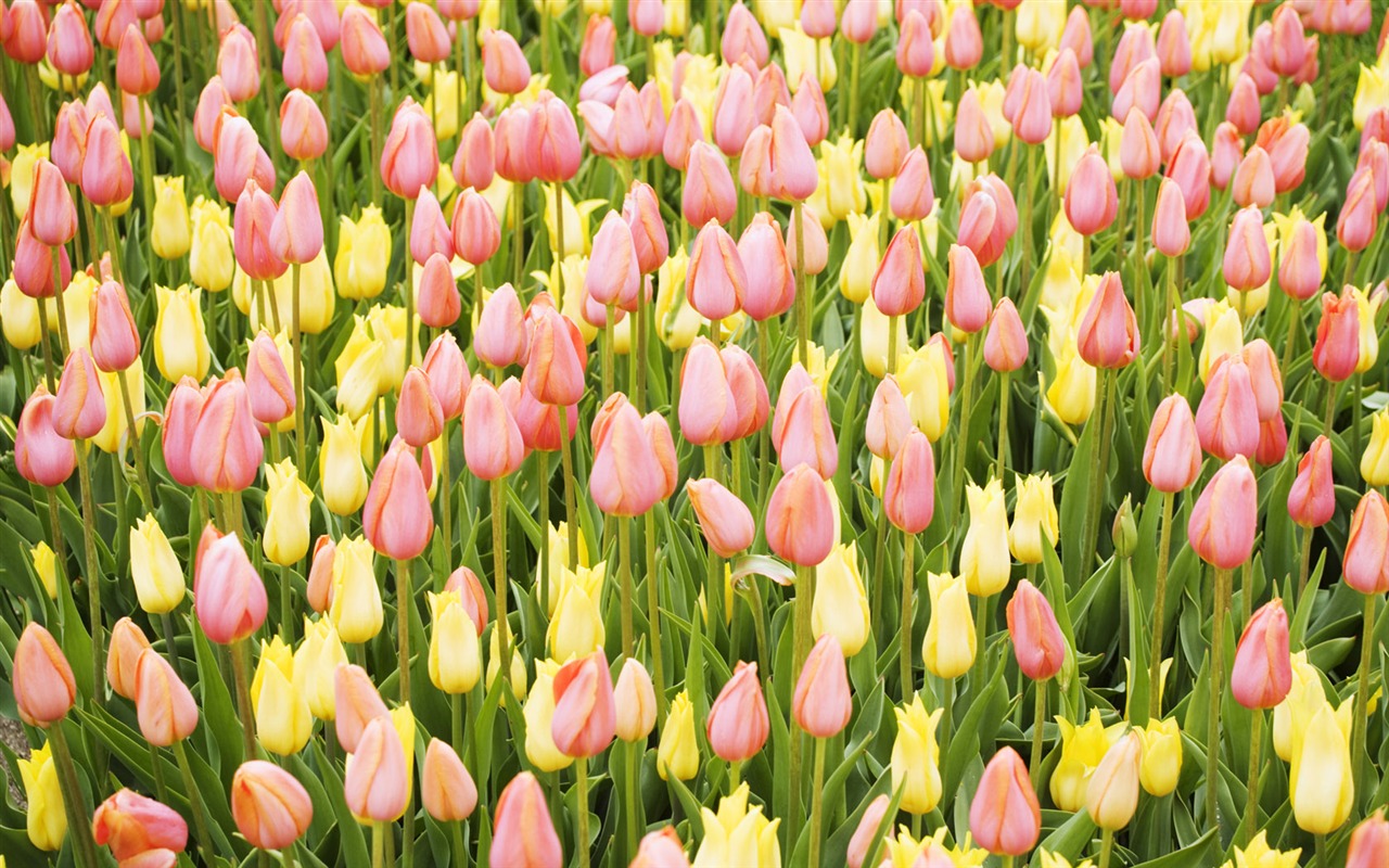 Fondos de pantalla ancha de Tulip #11 - 1280x800