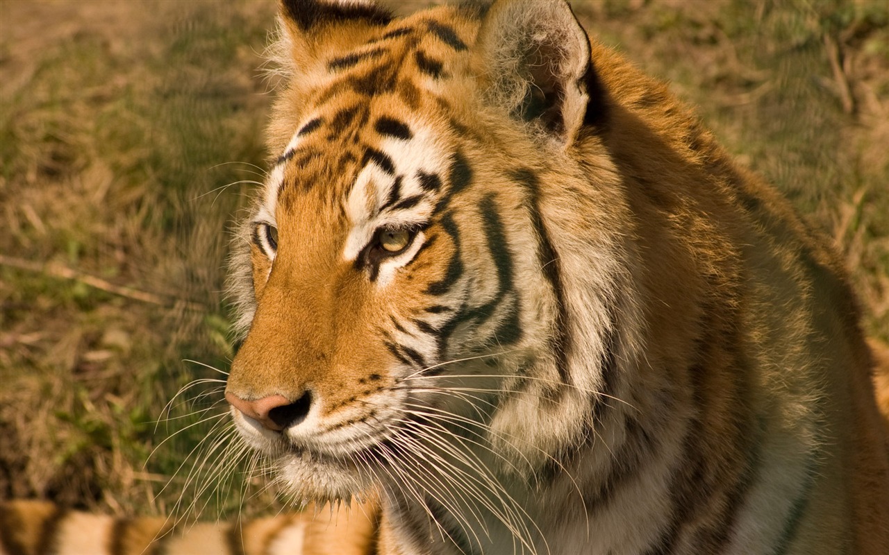 Tiger Foto tapety (5) #1 - 1280x800
