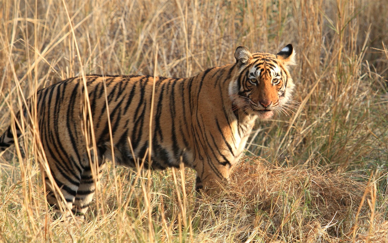 Fond d'écran Tiger Photo (5) #3 - 1280x800