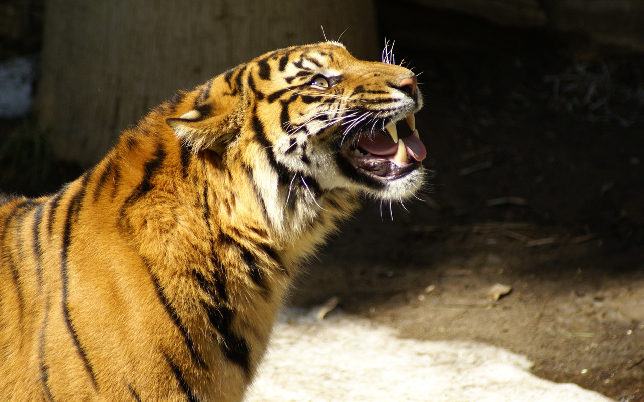 Fond d'écran Tiger Photo (5) #4 - 1280x800