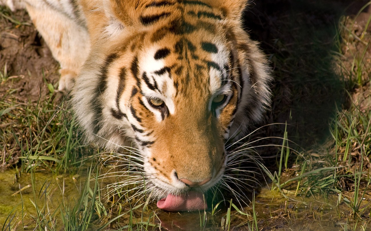 Fond d'écran Tiger Photo (5) #11 - 1280x800