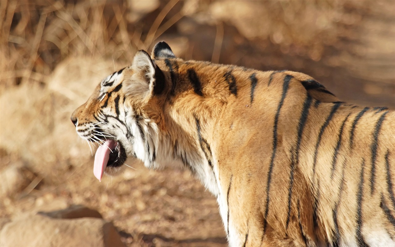 Fond d'écran Tiger Photo (5) #12 - 1280x800