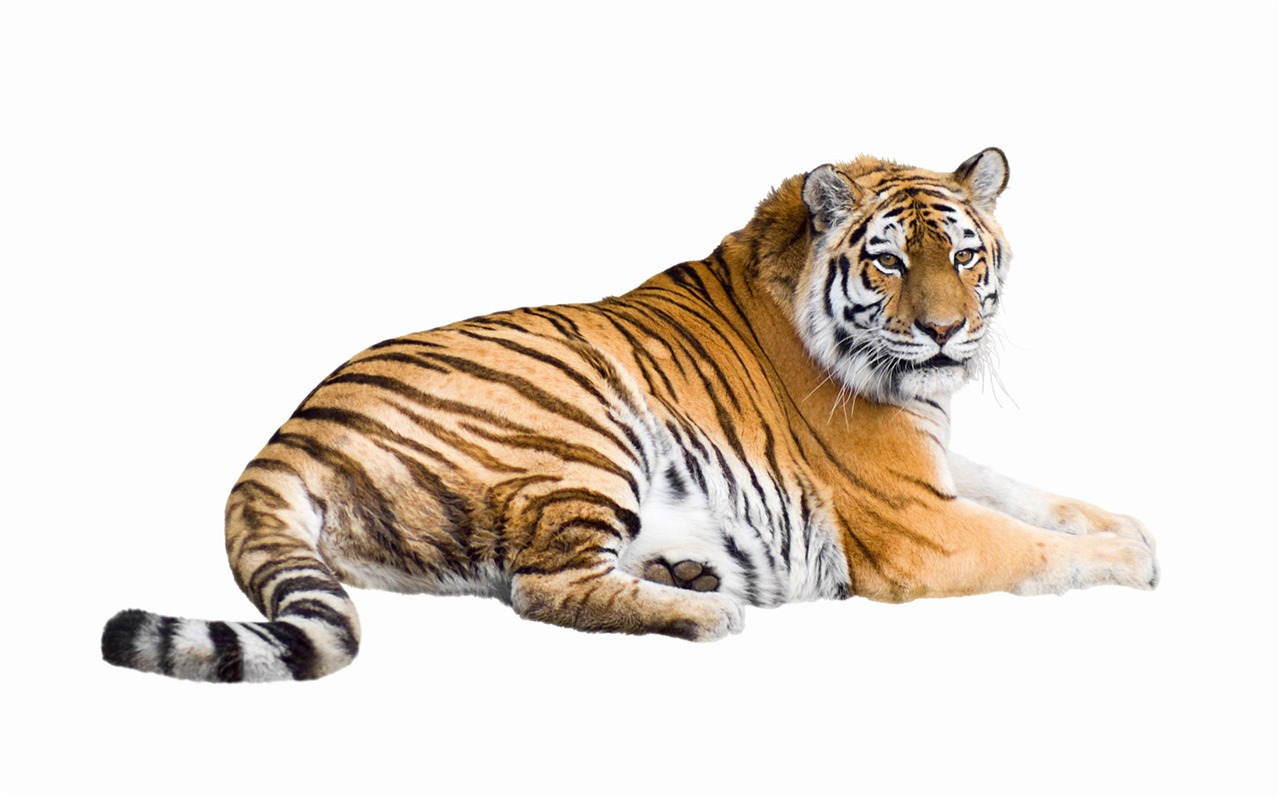 Tiger Foto tapety (5) #13 - 1280x800