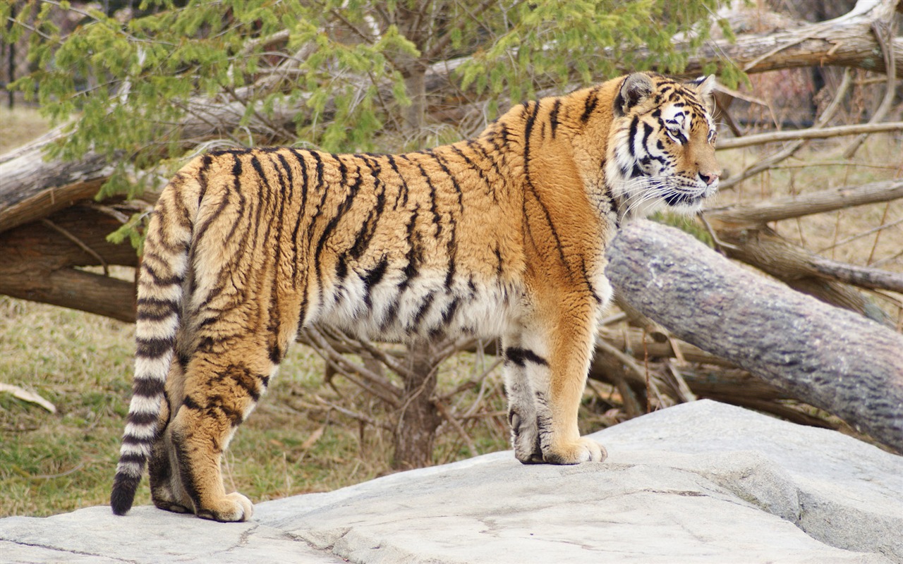 Fond d'écran Tiger Photo (5) #15 - 1280x800