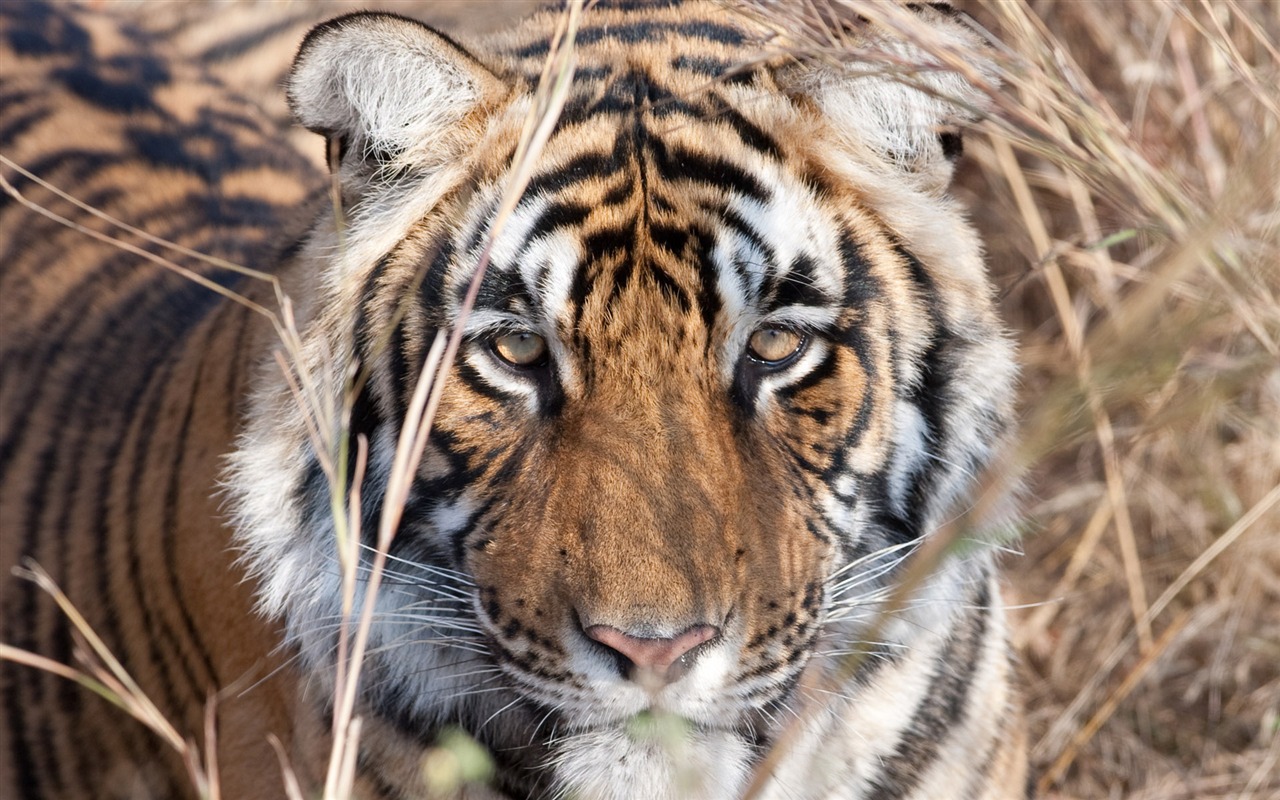 Tiger Foto tapety (5) #18 - 1280x800