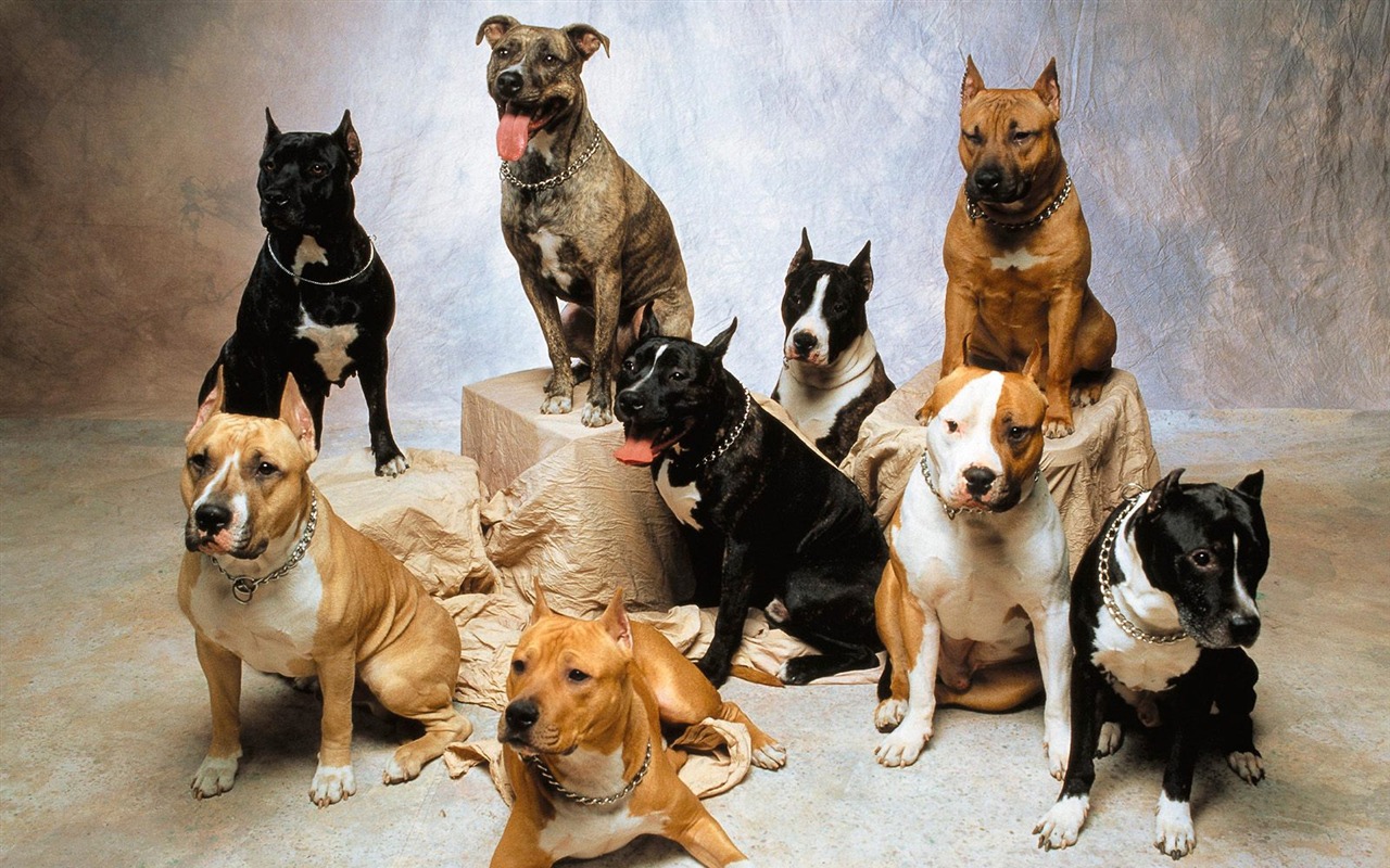  1600犬の写真の壁紙(3) #12 - 1280x800