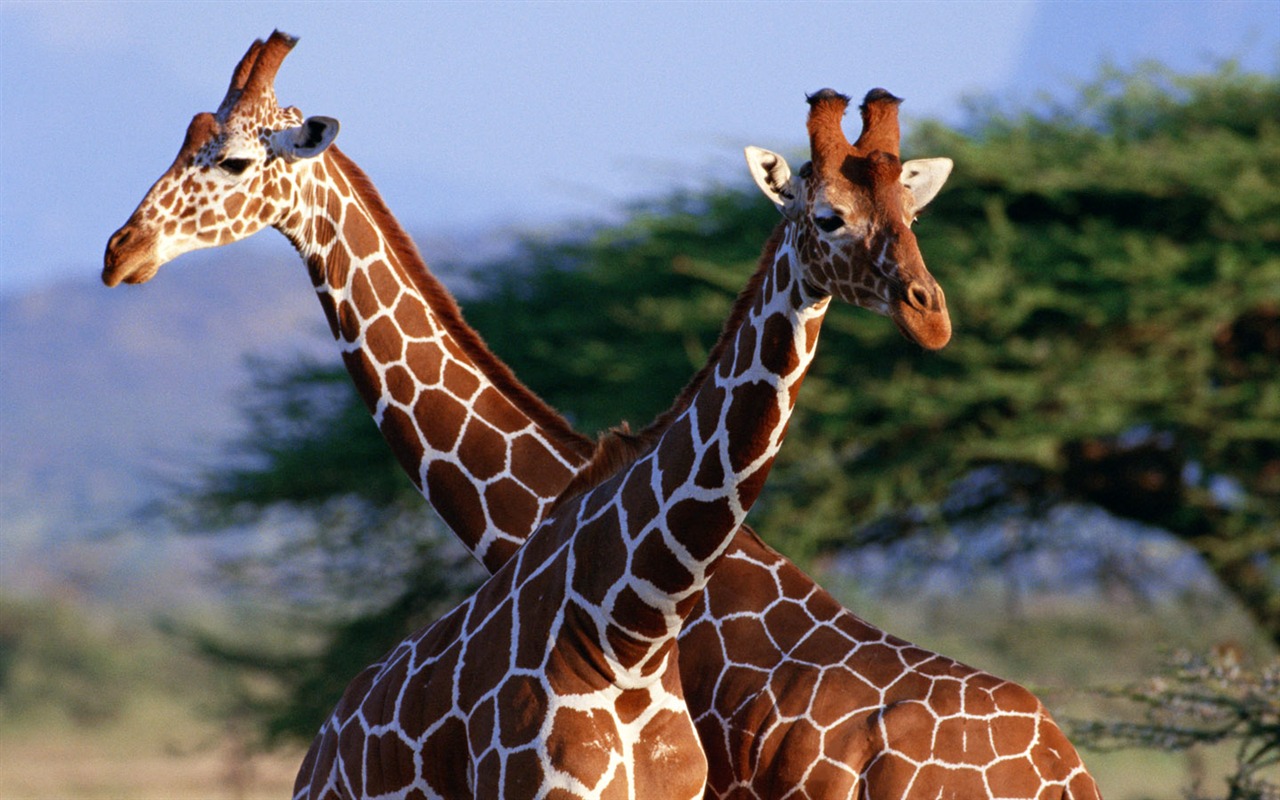 Giraffe wallpaper albums #1 - 1280x800