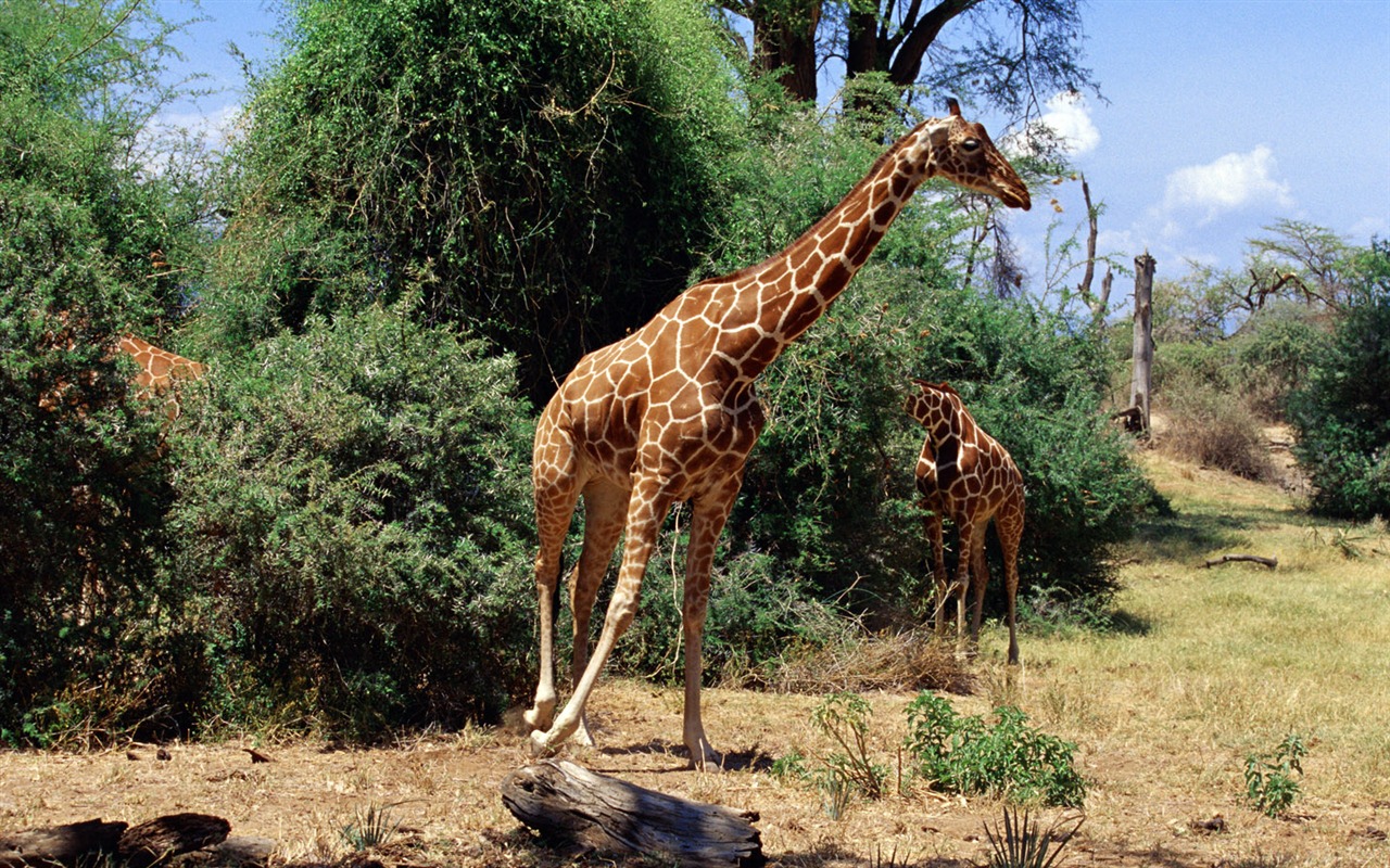 Giraffe wallpaper albums #2 - 1280x800