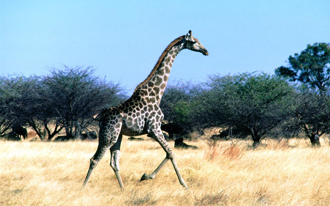 Giraffe wallpaper albums #22 - 1280x800