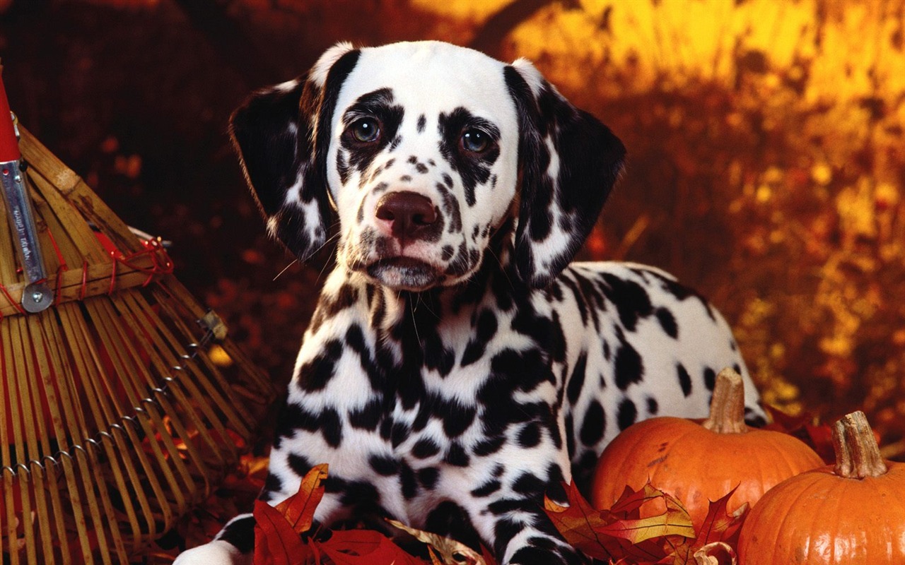 1600 dog photo wallpaper (4) #4 - 1280x800