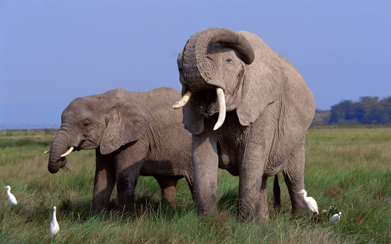 Elephant Photo Wallpaper #1 - 1280x800