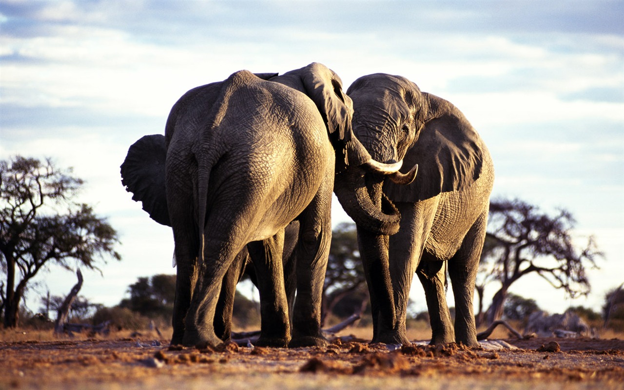 Elephant Photo Wallpaper #3 - 1280x800