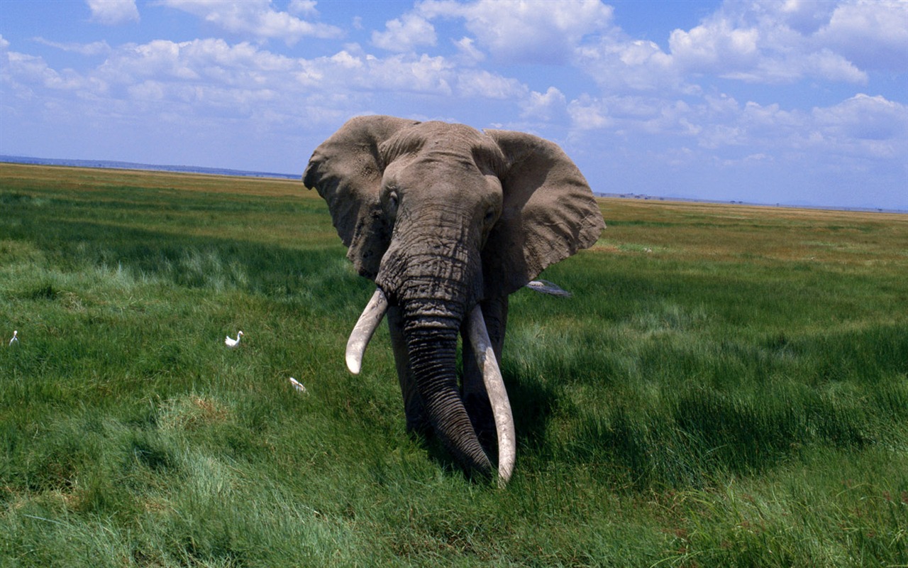 Elephant Photo Wallpaper #10 - 1280x800