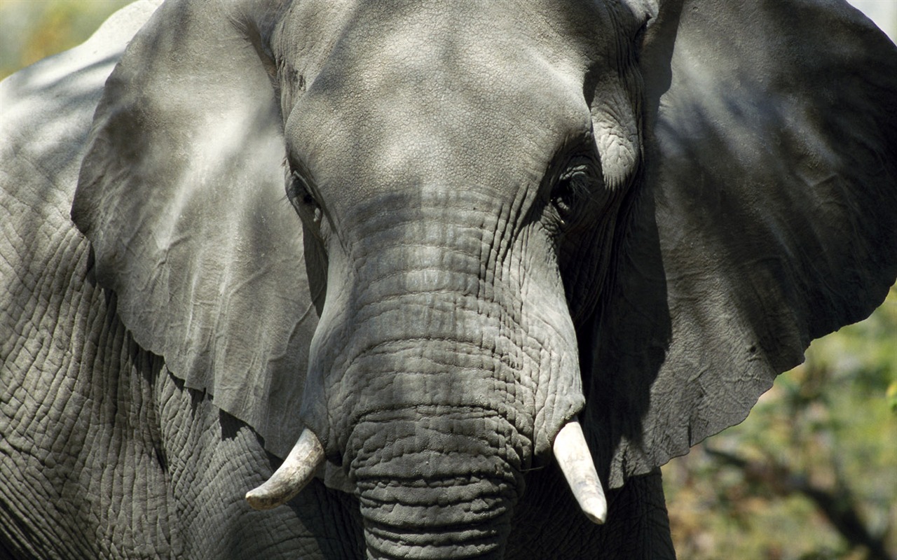 Elephant Photo Wallpaper #11 - 1280x800