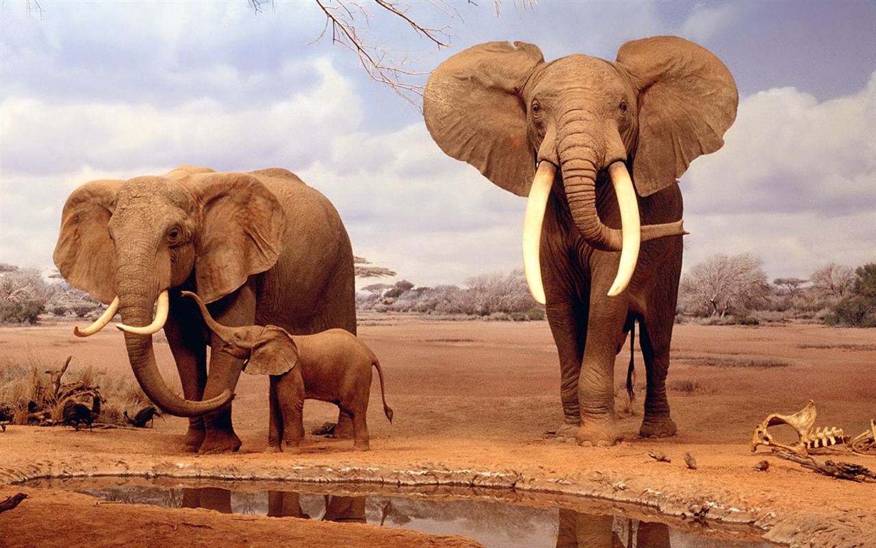 Elephant Photo Wallpaper #17 - 1280x800