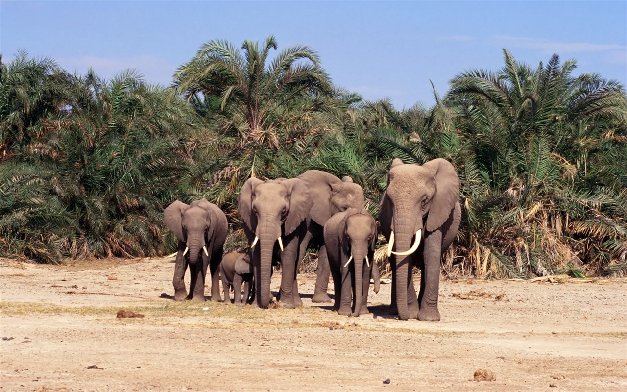 Elephant Photo Wallpaper #18 - 1280x800