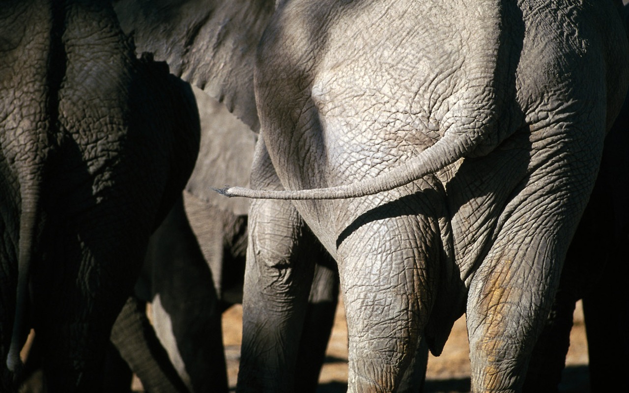 Elephant Photo Wallpaper #20 - 1280x800