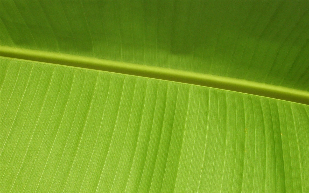 Иностранные фотографии обои зеленые листья (1) #9 - 1280x800